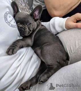 Photo №3. CHIOT BOULEDOGUE FRANÇAIS FEMELLE. Allemagne