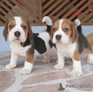 Photo №2 de l'annonce № 163497 de la vente chien bâtard - acheter à Allemagne 