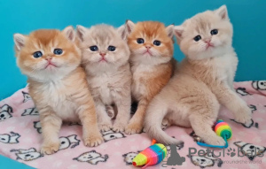 Photo №1. scottish fold - à vendre en ville de Paris | négocié | Annonce № 120544