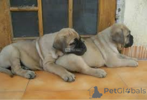 Photo №4. Je vais vendre bullmastiff en ville de Delémont.  - prix - négocié