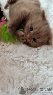 Photo №4. Je vais vendre british shorthair en ville de Niedenstein. éleveur - prix - 810€