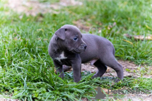 Photo №2 de l'annonce № 96780 de la vente american pit bull terrier - acheter à Serbie annonce privée