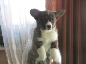 Photo №1. welsh corgi - à vendre en ville de Minsk | 767€ | Annonce №2021