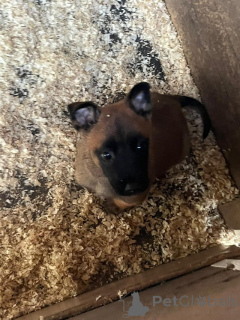 Photo №2 de l'annonce № 176053 de la vente malinois - acheter à Belgique annonce privée