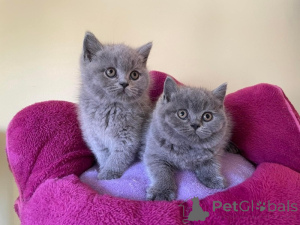 Photo №1. british shorthair - à vendre en ville de Cölbe | 350€ | Annonce № 172318