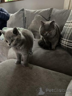 Photo №4. Je vais vendre british shorthair en ville de Wiesbaden. annonce privée, de la fourrière, de l'abri, éleveur - prix - 350€