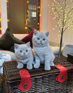 Photo №3. Le British Blue est le type de British Shorthair le plus connu. Il a un pelage. La finlande