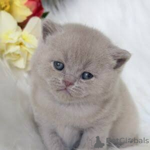 Photo №1. british shorthair - à vendre en ville de Douglas | négocié | Annonce № 173805