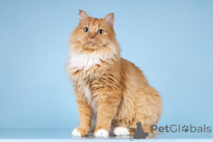 Photo №3. Kitty Thumbelina recherche un bon cœur.. Fédération de Russie