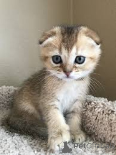 Photo №2 de l'annonce № 173297 de la vente scottish fold - acheter à Pologne annonce privée, éleveur