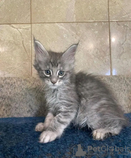 Photo №3. De mignons et adorables chatons Maine coon en bonne santé sont maintenant. USA