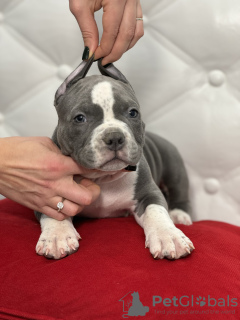 Photos supplémentaires: Chiots Bully américains