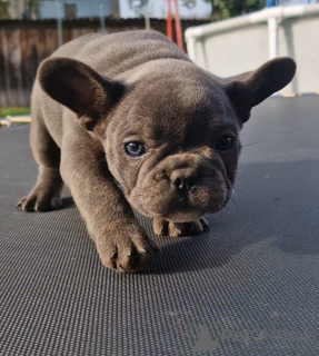 Photo №3. Chiots bouledogue français. Biélorussie