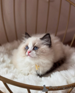 Photo №1. ragdoll - à vendre en ville de Cagliari | négocié | Annonce № 156528