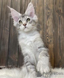Photo №2 de l'annonce № 161777 de la vente maine coon - acheter à USA éleveur