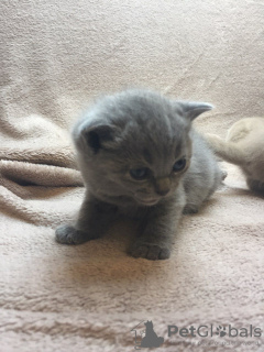 Photos supplémentaires: Chatons British Shorthair à vendre en Allemagne