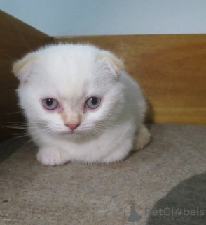 Photo №1. scottish fold - à vendre en ville de Głogów | négocié | Annonce № 167242