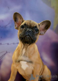 Photos supplémentaires: Chiots bouledogue français à vendre