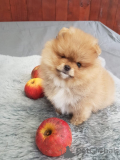 Photo №1. spitz nain - à vendre en ville de Aarau | négocié | Annonce №167609