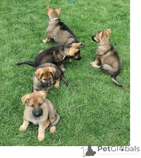 Photo №1. berger allemand - à vendre en ville de Hagenbach | 350€ | Annonce №147588