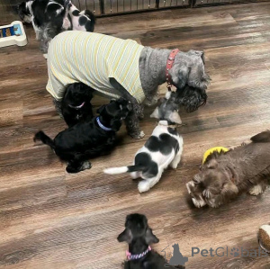 Photo №3. Cachorros Schnauzer Disponbles para adopción. Allemagne