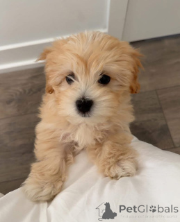 Photo №3. AVANT D'ENVOYER UN MESSAGE, VEUILLEZ LIRE - Assurez-vous d'avoir déjà discuté. USA