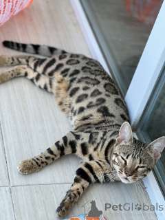 Photo №2 de l'annonce № 163943 de la vente bengal - acheter à Georgia de la fourrière, éleveur