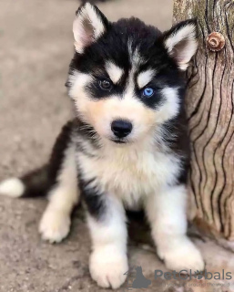 Photo №1. husky de sibérie - à vendre en ville de Tampere | négocié | Annonce №90716