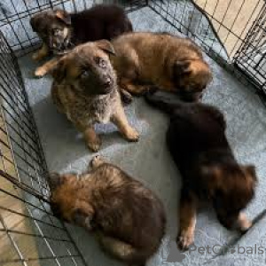 Photo №1. berger allemand - à vendre en ville de Paris | 1000€ | Annonce №164747