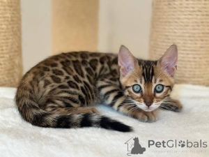 Photo №2 de l'annonce № 153254 de la vente bengal - acheter à Suède annonce privée