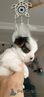 Photo №1. biewer yorkshire terrier - à vendre en ville de Balykesir | 581€ | Annonce №156722