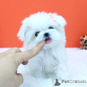 Photo №3. Chiots mignons en tasse de thé disponibles Femelle enregistrée auprès de l'AKC. Ukraine