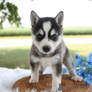 Photo №1. alaskan klee kai - à vendre en ville de Lègstrup | négocié | Annonce №157963