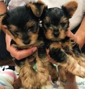 Photo №3. Teacup Yorkshire Terrier Puppy en adoption gratuite. Allemagne