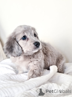 Photo №3. Mini chiot de teckel disponible disponible et ludique!. Allemagne