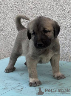 Photos supplémentaires: Chiots Kangal turcs