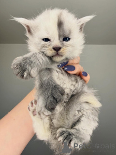 Photo №3. Prêt pour le ramassage/expédition. Né pour se démarquer.. La finlande