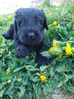 Photos supplémentaires: Les chiots Black Russian Terrier sont proposés par le plus ancien chenil de