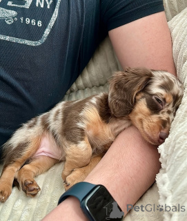 Photo №3. Les studios Isaac Mala Tela, велике личности. Monténégro