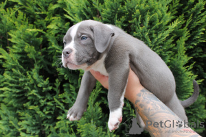 Photo №2 de l'annonce № 57953 de la vente american bully - acheter à Pologne annonce privée, éleveur