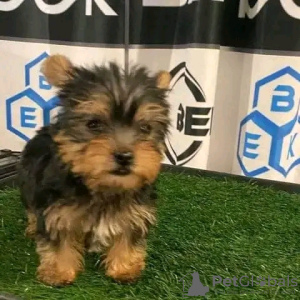 Photo №3. Chiots Yorkie. USA