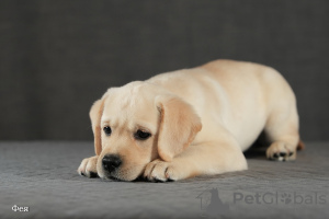 Photos supplémentaires: Chiots Labrador fauve