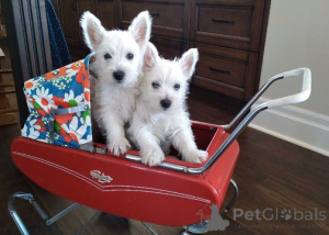 Photo №1. west highland white terrier - à vendre en ville de Friggesby | négocié | Annonce №162119