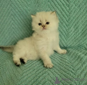 Photo №1. british shorthair - à vendre en ville de Lancaster | négocié | Annonce № 173843