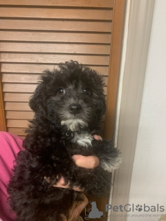 Photo №3. Schönheiten Shihpoo's. Allemagne