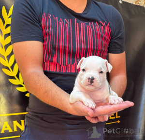Photo №4. Je vais vendre american staffordshire terrier en ville de Obrénovac.  - prix - négocié