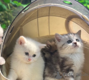 Photo №2 de l'annonce № 161181 de la vente munchkin - acheter à Allemagne éleveur