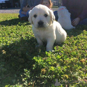 Photo №1. golden retriever - à vendre en ville de Дублин | 473€ | Annonce №55324