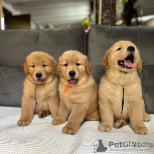 Photo №2 de l'annonce № 84233 de la vente golden retriever - acheter à La finlande annonce privée