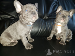 Photo №3. Chiots bouledogue français bleu uni disponibles à la vente. Allemagne